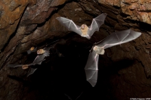 Imagen Cueva de los Murciélagos 